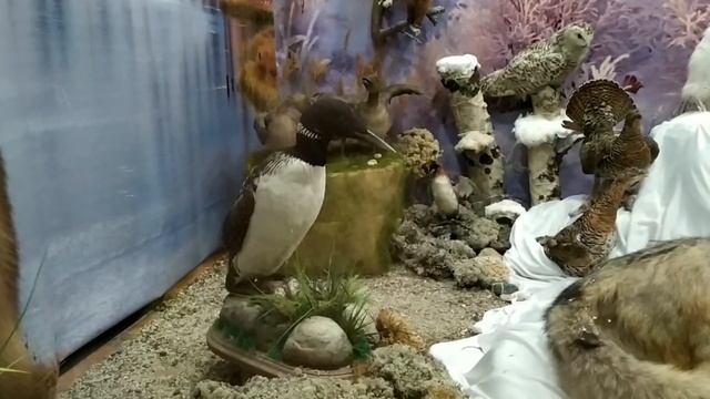 Экскурсия «Священные животные тундры» смотреть онлайн