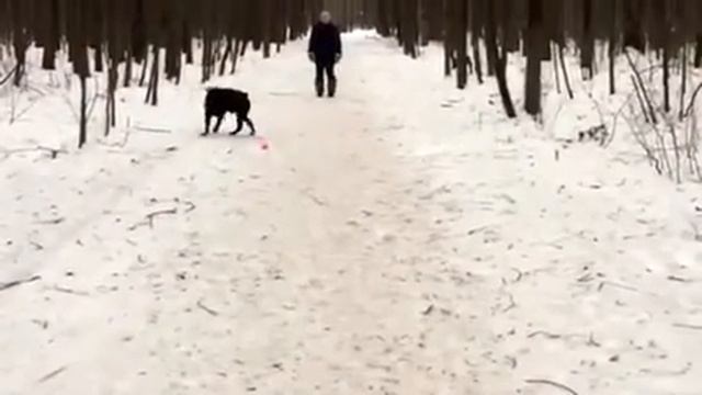 ротвейлер Рома смотреть онлайн