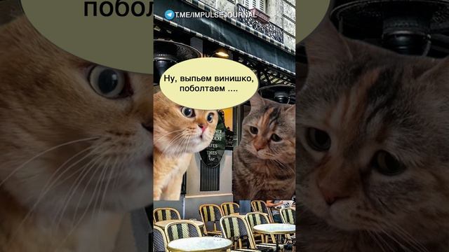 Может встретимся #мыкотики #приколы #разговор #анекдот #шутки #котики #юмор #смешное #прикольно #мем смотреть онлайн