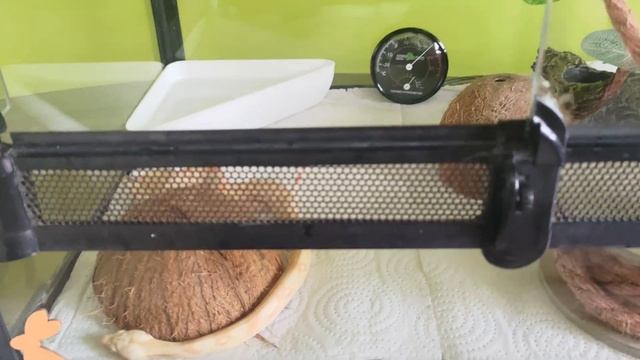 Распаковка : удав констриктор император | Boa constrictor albino смотреть онлайн