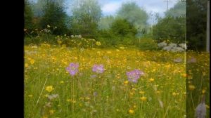 Я поля влюблённым постелю