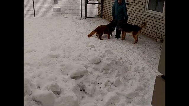 Собаки зимой на даче. смотреть онлайн