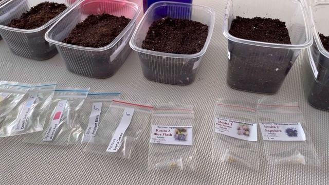 7.12.2021 Посев эустомы из профсемян смотреть онлайн