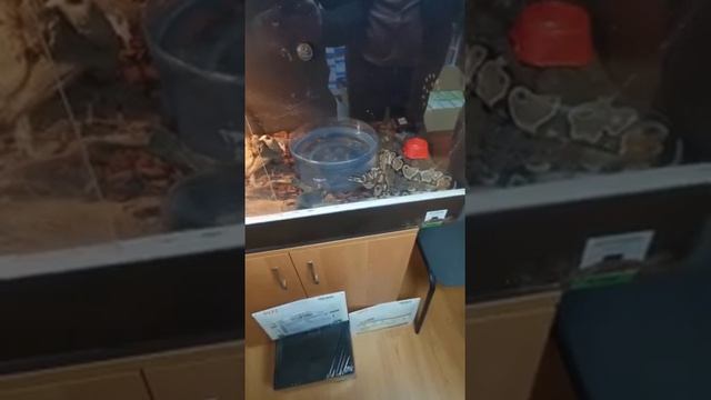 Зоопассажир 23 ч 2. Питон Валик получил гонорар за ролик. Хомяка.. смотреть онлайн