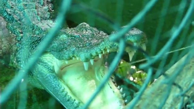 крокодилово терпение смотреть онлайн