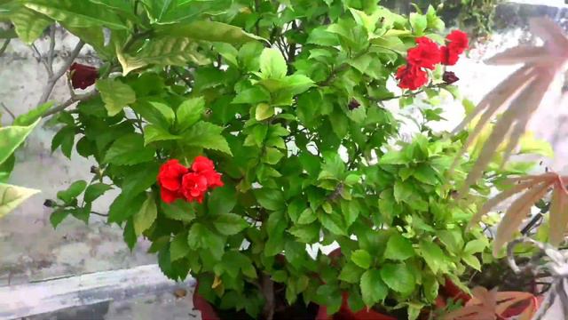 Terrace indoor plants इस मंथ का आखिरी update overview Bougainvillea Rose Gardening tips смотреть онлайн