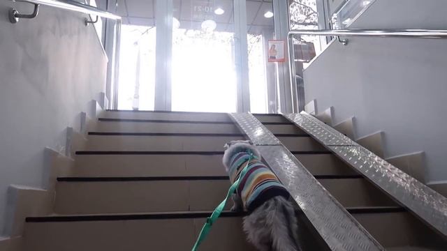 СКУПАЮ ВСЁ, ЧТО ПОНЮХАЕТ КОТ КЕВИН | с котом вход разрешён! смотреть онлайн