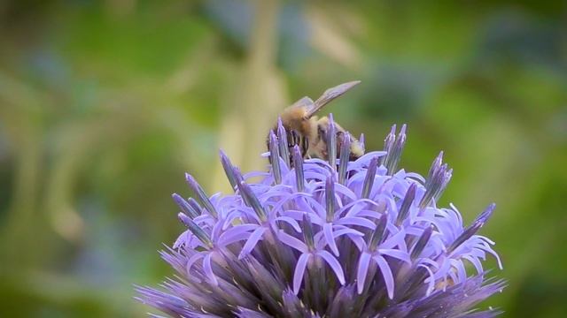 Test slowmotion Panasonic HC-VX870 - HC-VX970 смотреть онлайн