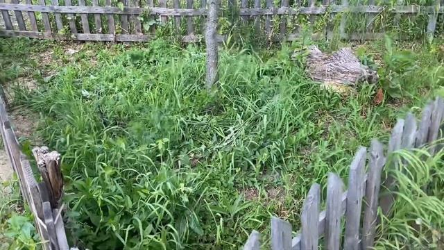 20.06.23. Работа на южной стороне. А я за забором и в палисаднике. Полечила и поухаживала за дубом. смотреть онлайн