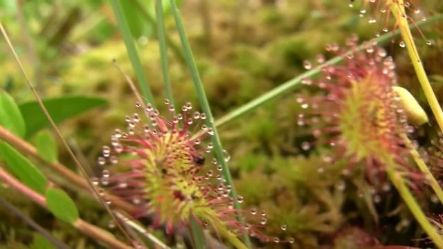 Sundew, Bog, Russia. Росянка, болото, Россия (1467sp) смотреть онлайн