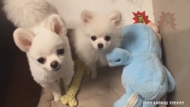 POMERANIAN THE CUTEST DOGS смотреть онлайн