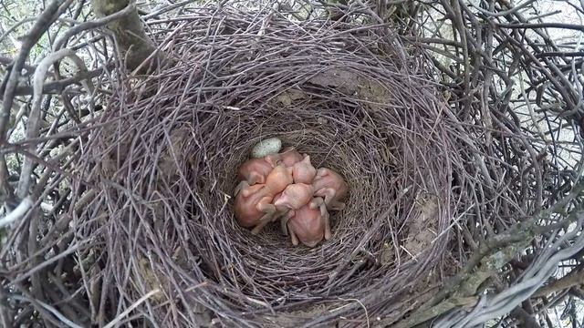 Сорока 160503 1 на ферме 160505GP 4 чинит гнездо смотреть онлайн