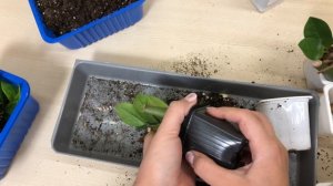 Как вырастить замиокулькас (Долларовое дерево). Размножение замиокулькаса. Часть 2.