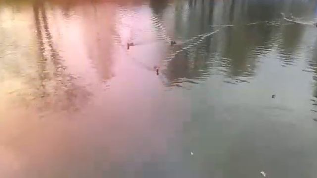 Вурнары