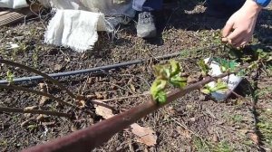 Раскрываем ежевику после зимы