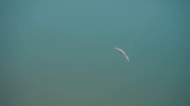 Поверхностный воблер Strike Pro Slinky Minnow (JL-173) смотреть онлайн