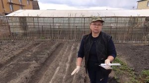 Посев моркови.  БЕЗ ГОРЕЧИ и МОРКОВНОЙ МУХИ.