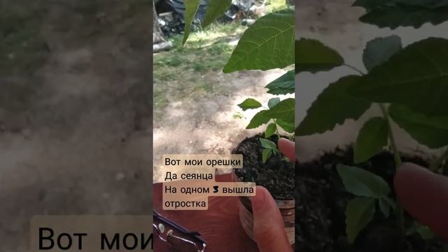 Сеянцы грецкого ореха | Грецкий орех из семян смотреть онлайн