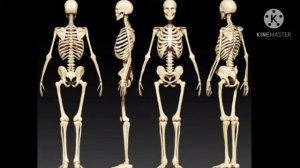 Что такое человеческий скелет? На что способны наши кости?