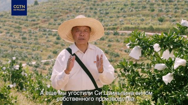 Как создать лучшие виноградники в Китае: опыт научно-технических комиссаров в Наньпине смотреть онлайн