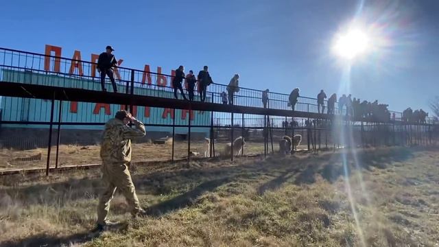 Человек -Лев выводит на прогулку ЛЬВА-ВОЖАКА ! смотреть онлайн