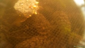 Ловля на малявочник (паук) подъемник,  подводная съемка