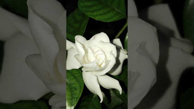 ENJOY FLOWERS NATURE BEAUTY 2 #gardenia #gardenias