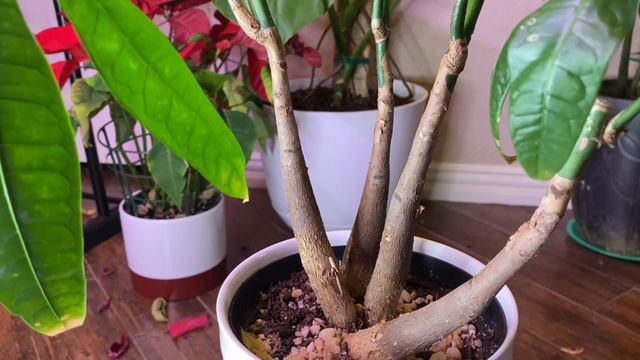 Cách trồng,chăm sóc cây kim ngân(money tree),công dụng,ý nghĩa phong thủy đặc biệt với người trồng смотреть онлайн