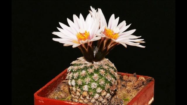 Turbinicarpus Kakteen смотреть онлайн