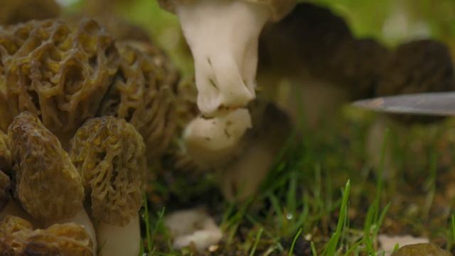Harvest Video: Controlled Indoor Cultivation of Morel Mushrooms All-year-round смотреть онлайн