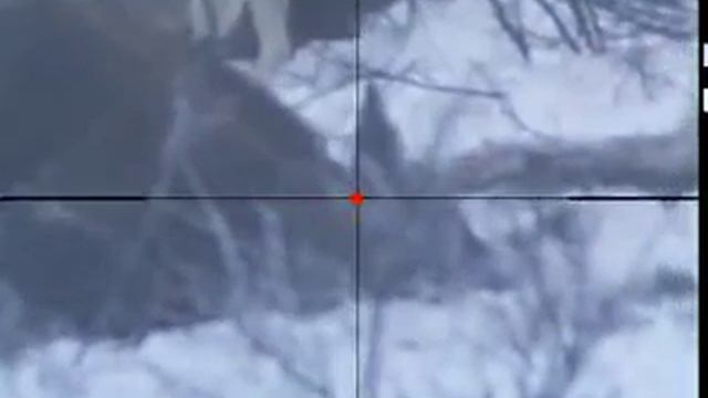 Охота на лосей с лайками питомника С Туруханского Края. У трофеев смотреть онлайн