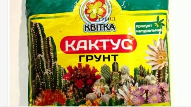 Как ухаживать за кактусом,чтобы он зацвёл? секрет успеха.. смотреть онлайн