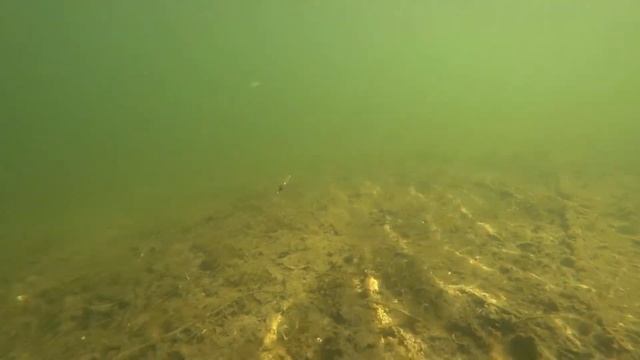 Видеообзор воблера Daiwa SC Shad 4SP по заказу Fmagazin смотреть онлайн