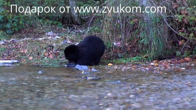 Медведи едят лосося и пугают фотоохотников смотреть онлайн