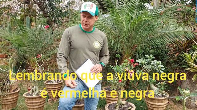 Top 10 Rosas do Deserto mais vendidas! #adenium смотреть онлайн