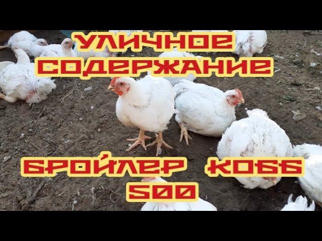 Нашим брюликам (кобб 500) - 40 дней. Уличное содержание... смотреть онлайн