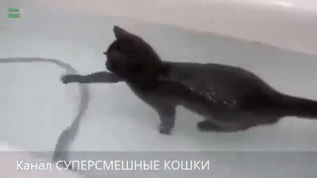 Смешное видео с кошками. Самое лучшее! Водоплавающие кошки! смотреть онлайн