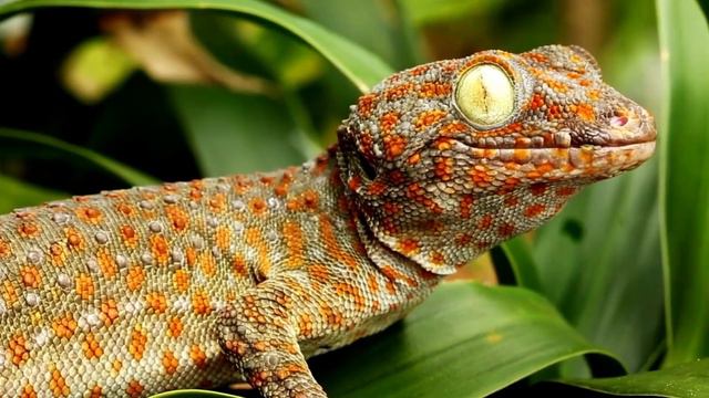 Guess The Animal From The Shadow | Quiz For Children смотреть онлайн