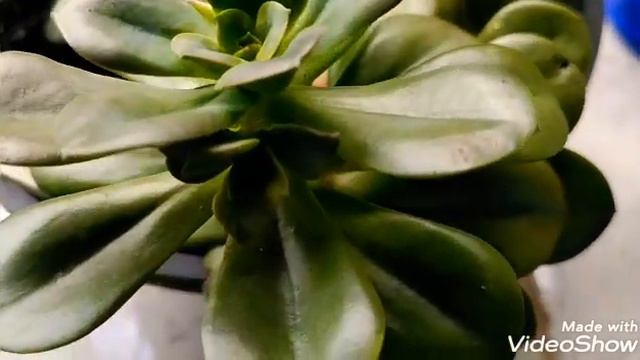 #Echeveria #Chroma смотреть онлайн