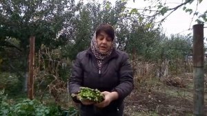 Уборка и хранение черешкового сельдерея.