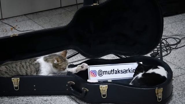 Istanbul - subway cats смотреть онлайн