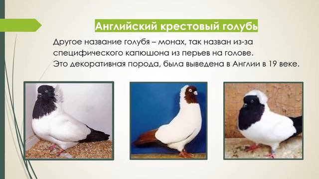 Занятие №3 Объединение «Голубеводство». смотреть онлайн