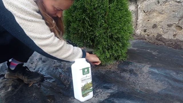 КВІТНИК БІЛЯ БУДИНКУ 🌹🌲 ЕКОНОМНИЙ ВИБІР МУЛЬЧІ НА АГРОТКАНИНУ#клумбасвоимируками смотреть онлайн