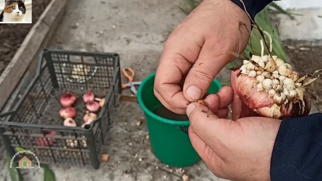 Когда выкапывать гладиолусы и как подготовить луковицы гладиолусов к зиме на хранение смотреть онлайн