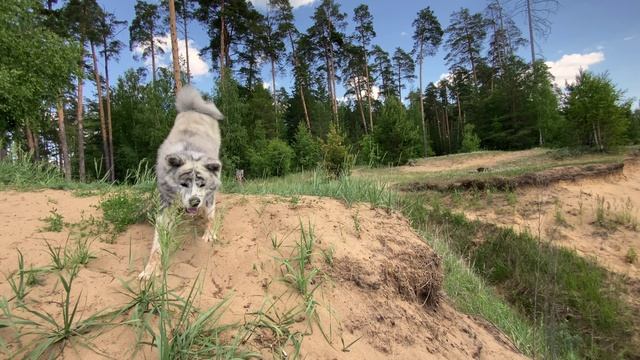 Жизнь Вакахи в одном видео смотреть онлайн
