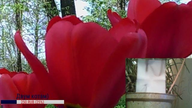 КАПС ВКЛ! ЧАЙ С ТРЕМЯ НИТОЧКАМИ смотреть онлайн
