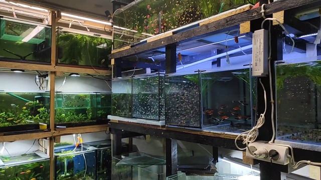 Нерестовики готовы и немного продаж... смотреть онлайн