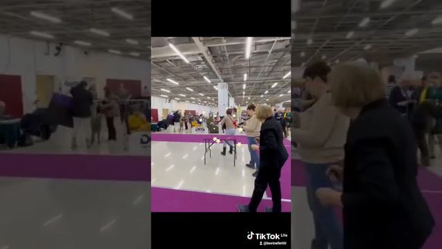 Ася посетила Национальную выставку всех пород ранга CAC/ чемпион федерации. заняла 1 место . смотреть онлайн