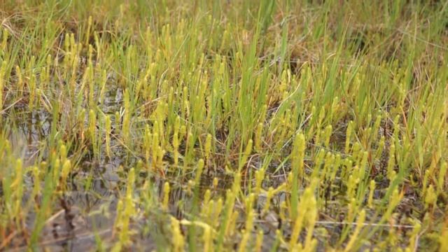 Drosera intermedia, rotundifolia 20,09,2015 natural habitat смотреть онлайн