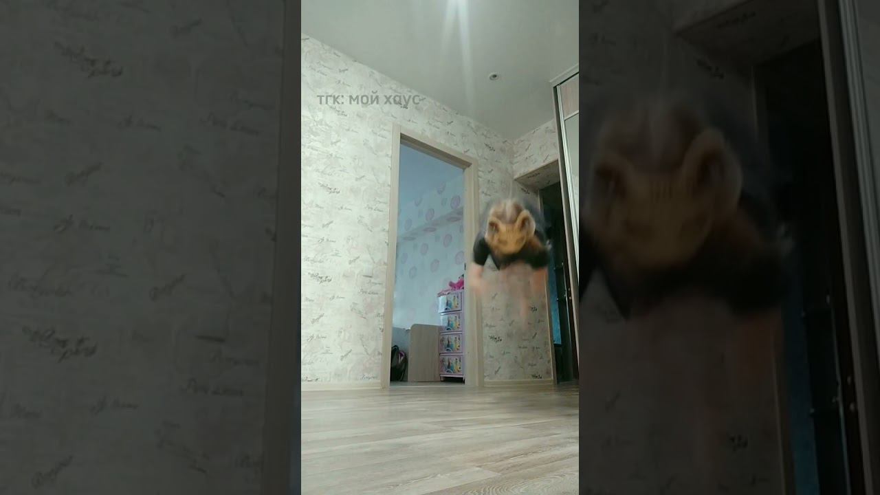 #квадробика #глобальныерекомендации #спорт #рек #териан #тренд #2023 #2024 #квтоп #обожаю #кошка смотреть онлайн